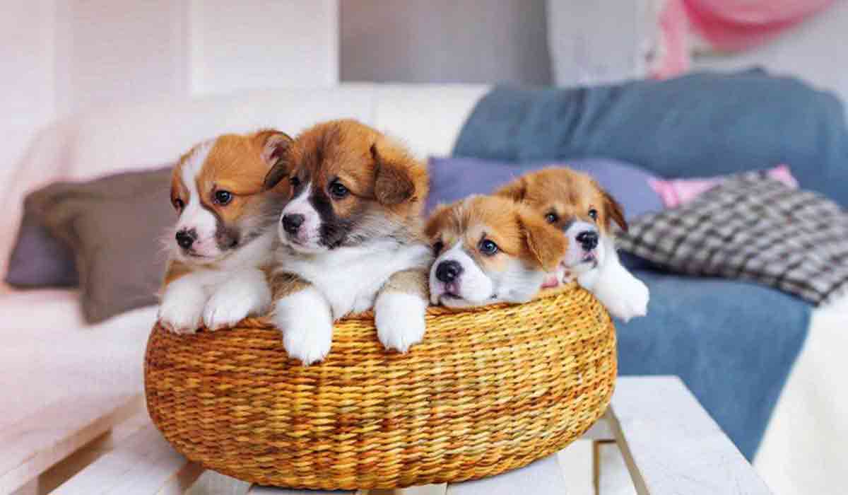 安全无毒零风险的在线短信测压