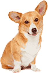 呼死你轰炸短信平台