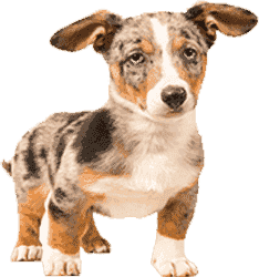 手机短信轰在线轰炸免费