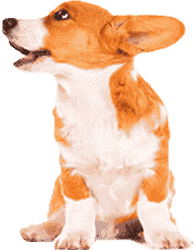 呼死你轰炸短信平台